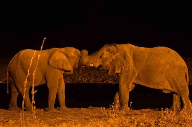95 - Namibia - elefantes - imagen nocturna - Okaukuejo - parque nacional de Etosha